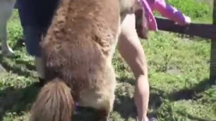 Whore fucked by horse